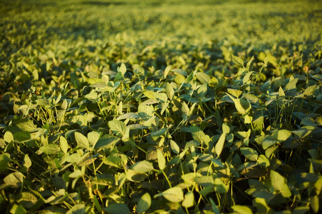 Selective focus shot of plants with green leaves in a field at daytime.